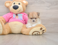 8 week old Pomeranian Puppy For Sale - Puppy Love PR