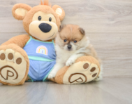 8 week old Pomeranian Puppy For Sale - Puppy Love PR
