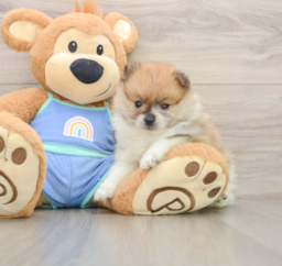 8 week old Pomeranian Puppy For Sale - Puppy Love PR