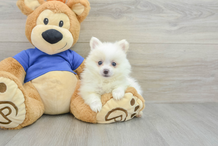 Meet Snowball - our Pomeranian Puppy Photo 1/3 - Puppy Love PR Happy Loulou Purebred Puppy
