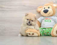 7 week old Pomeranian Puppy For Sale - Puppy Love PR