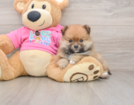 8 week old Pomeranian Puppy For Sale - Puppy Love PR