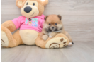 Best Pomeranian Baby