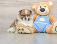 8 week old Pomeranian Puppy For Sale - Puppy Love PR