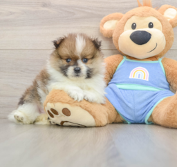 8 week old Pomeranian Puppy For Sale - Puppy Love PR