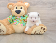 9 week old Pomeranian Puppy For Sale - Puppy Love PR