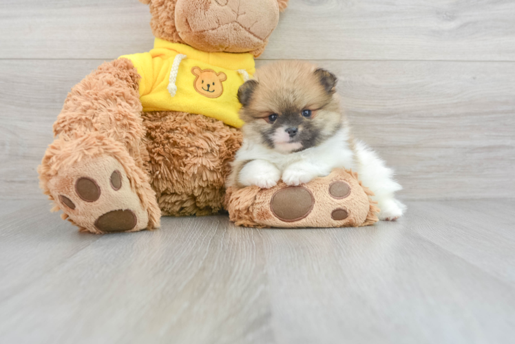 Meet Trinity - our Pomeranian Puppy Photo 1/3 - Puppy Love PR Best Pomeranian Baby