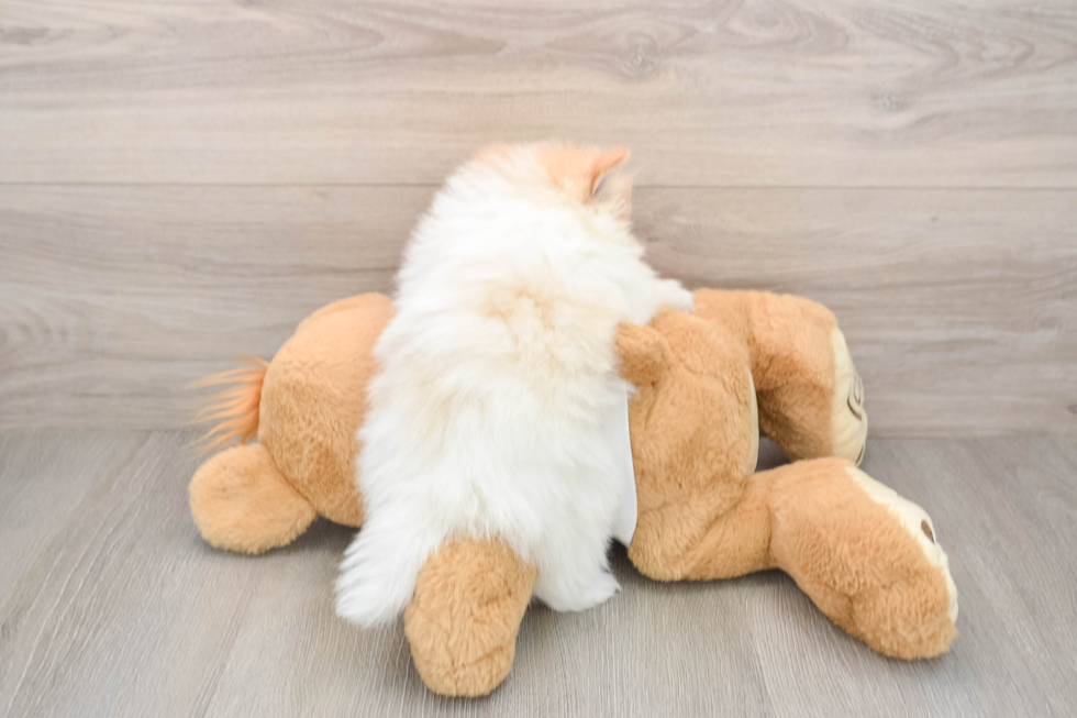 Best Pomeranian Baby