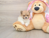 9 week old Pomeranian Puppy For Sale - Puppy Love PR