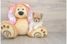 Hypoallergenic Pomeranian Purebred Pup