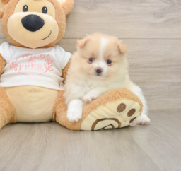 8 week old Pomeranian Puppy For Sale - Puppy Love PR