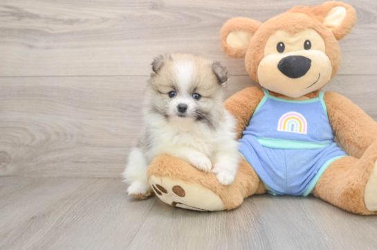 TRINITY, a Pomeranian littermate
