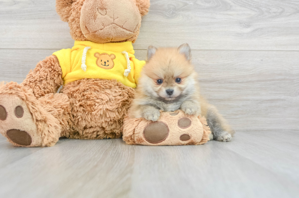 10 week old Pomeranian Puppy For Sale - Puppy Love PR