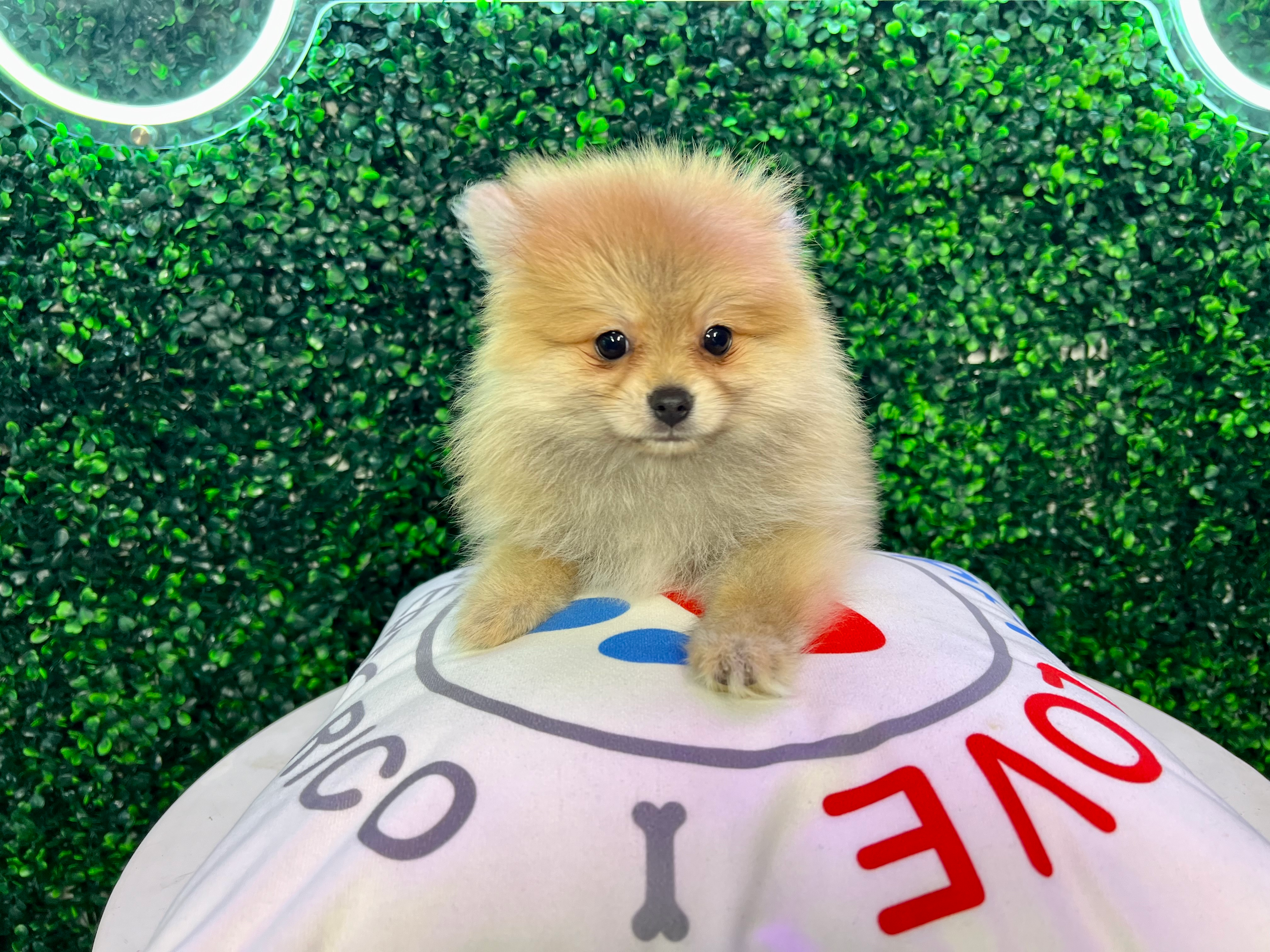 Cute Pomeranian Purebred Pup