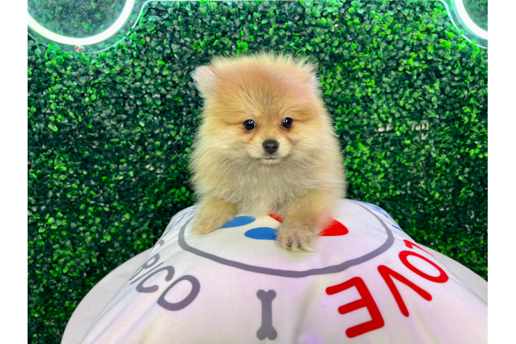 Meet Tristan - our Pomeranian Puppy Photo 1/4 - Puppy Love PR Cute Pomeranian Purebred Pup
