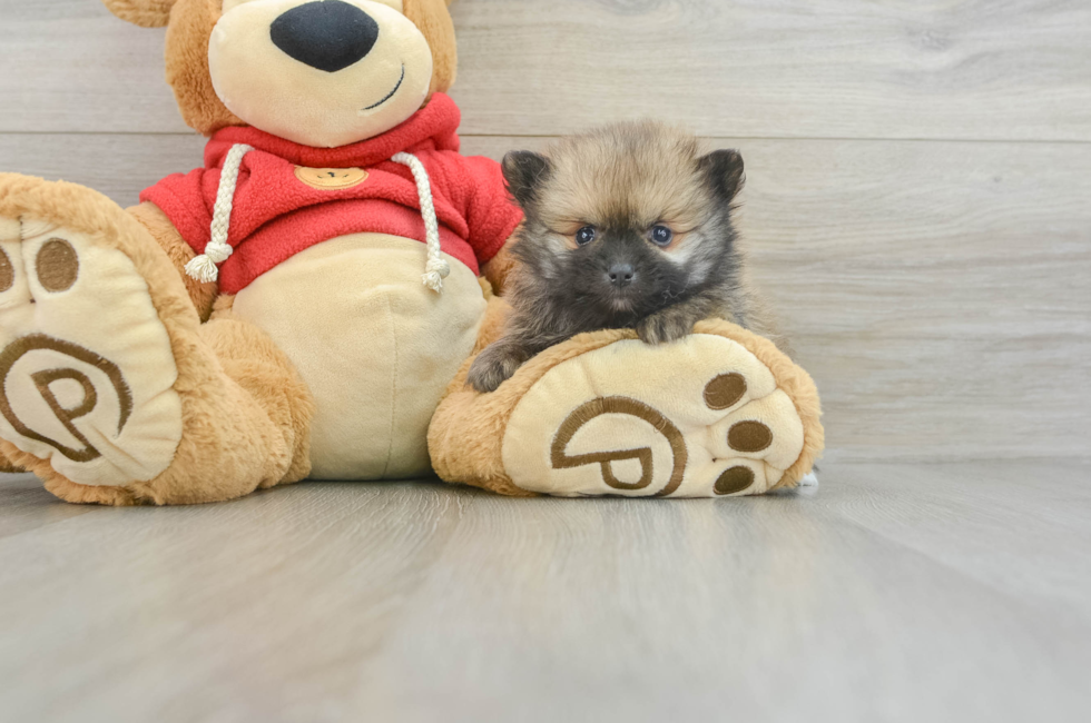 6 week old Pomeranian Puppy For Sale - Puppy Love PR