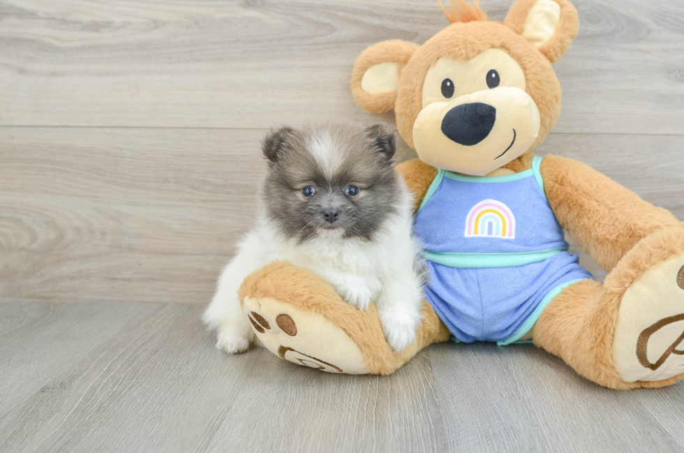 8 week old Pomeranian Puppy For Sale - Puppy Love PR