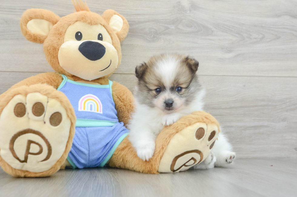 5 week old Pomeranian Puppy For Sale - Puppy Love PR