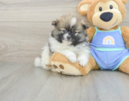 8 week old Pomeranian Puppy For Sale - Puppy Love PR