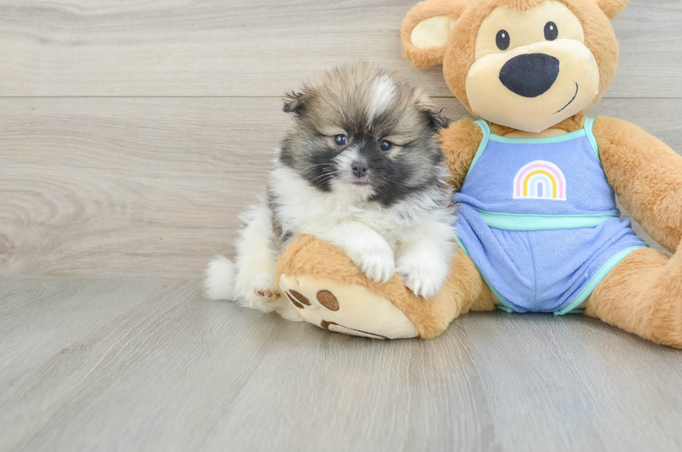 8 week old Pomeranian Puppy For Sale - Puppy Love PR