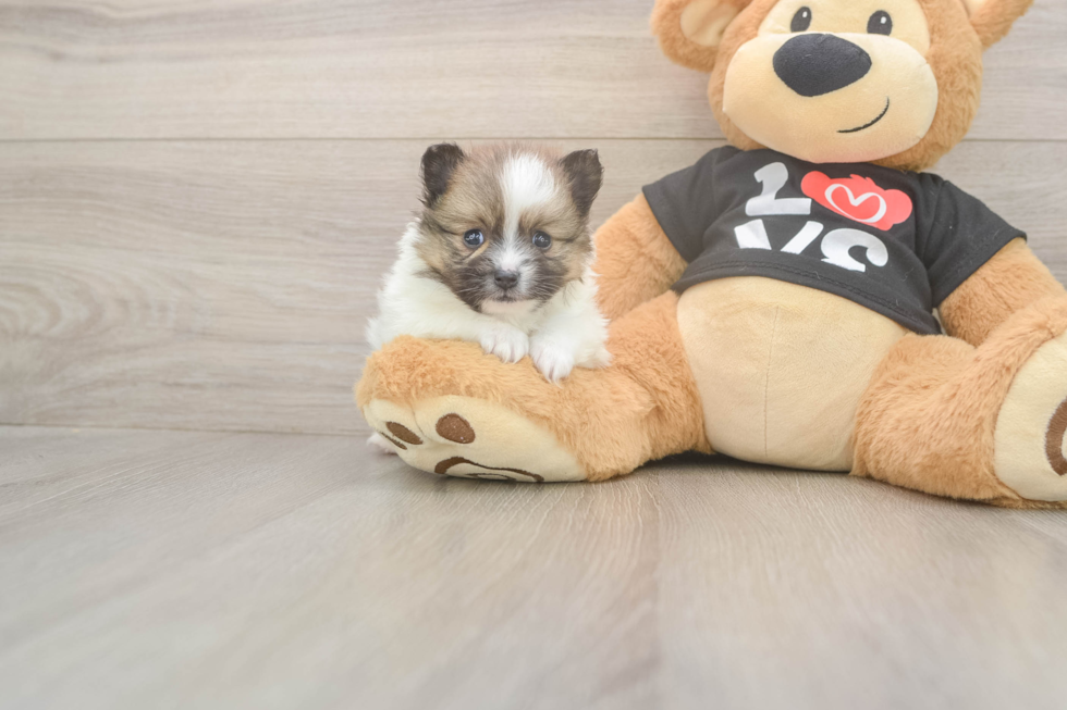 Meet Tristan - our Pomeranian Puppy Photo  2/3 - Puppy Love PR Pomeranian Puppy for Adoption