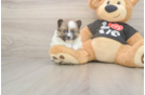 Meet Tristan - our Pomeranian Puppy Photo  2/3 - Puppy Love PR Pomeranian Puppy for Adoption