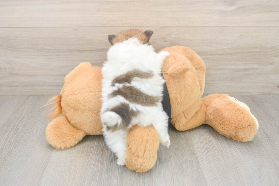 Meet Tristan - our Pomeranian Puppy Photo  3/3 - Puppy Love PR Akc Registered Pomeranian Purebred Pup