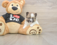 8 week old Pomeranian Puppy For Sale - Puppy Love PR