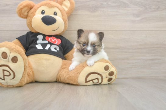 6 week old Pomeranian Puppy For Sale - Puppy Love PR Pomeranian Pup Being Cute