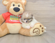 8 week old Pomeranian Puppy For Sale - Puppy Love PR