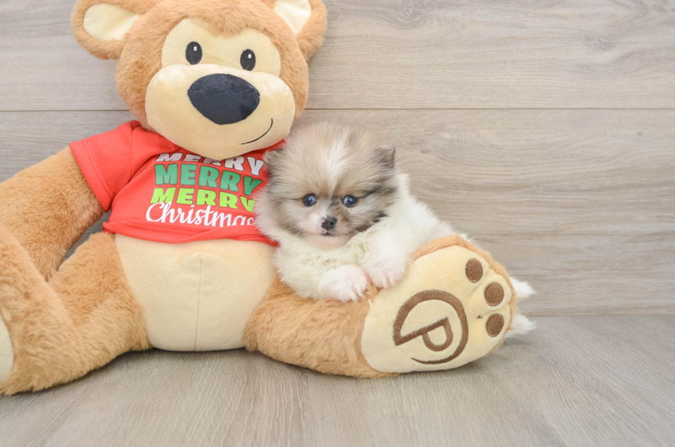 6 week old Pomeranian Puppy For Sale - Puppy Love PR