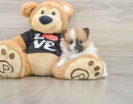 7 week old Pomeranian Puppy For Sale - Puppy Love PR