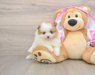 8 week old Pomeranian Puppy For Sale - Puppy Love PR