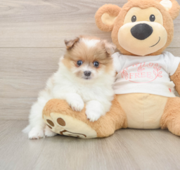7 week old Pomeranian Puppy For Sale - Puppy Love PR