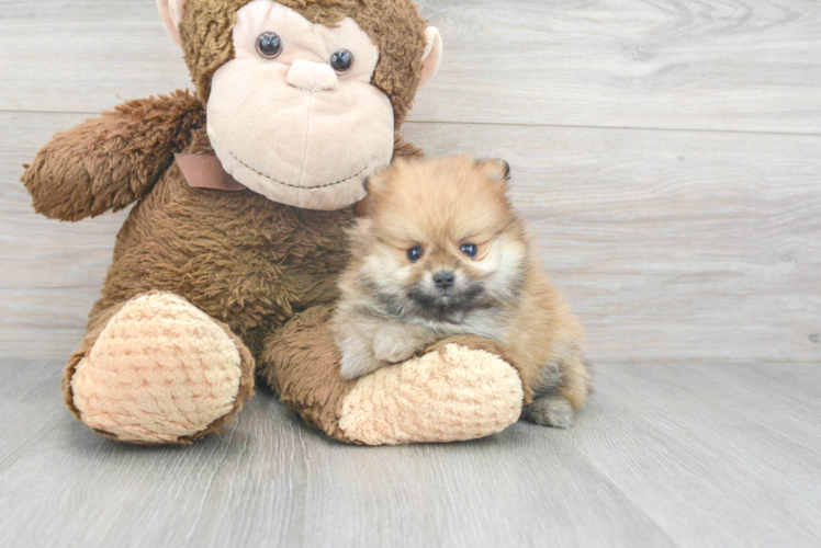 Pomeranian Pup Being Cute