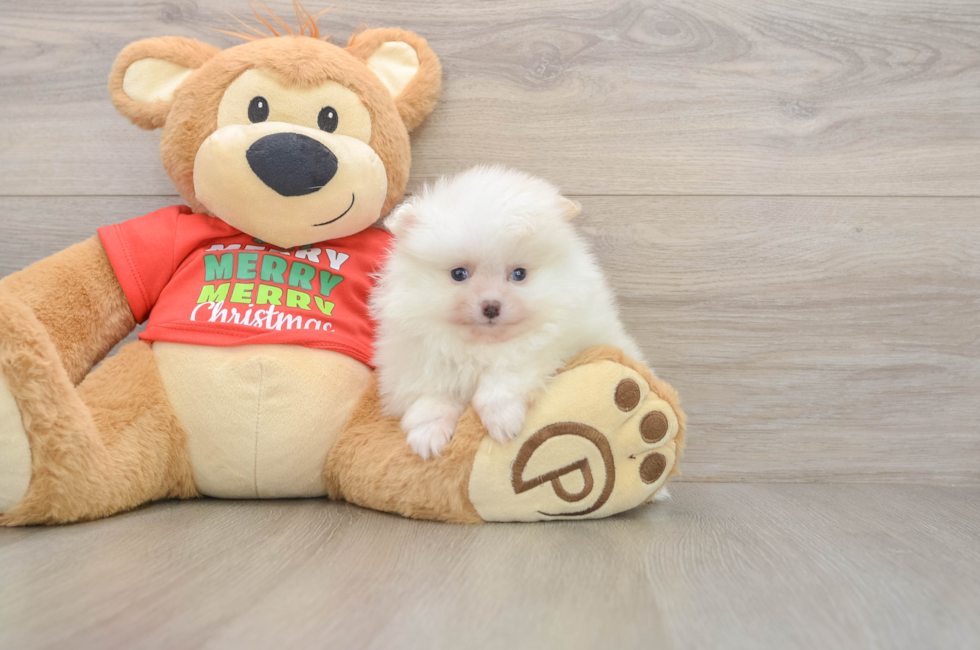 6 week old Pomeranian Puppy For Sale - Puppy Love PR