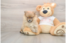 Pomeranian Puppy for Adoption