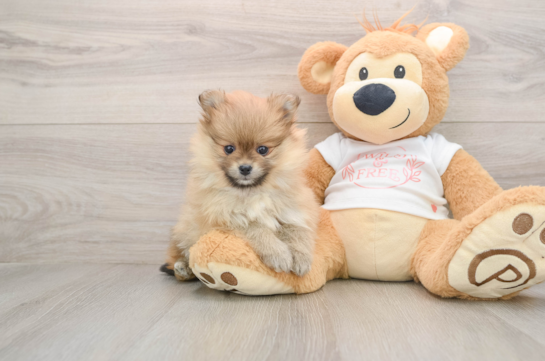 Pomeranian Puppy for Adoption
