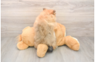 Hypoallergenic Pomeranian Baby