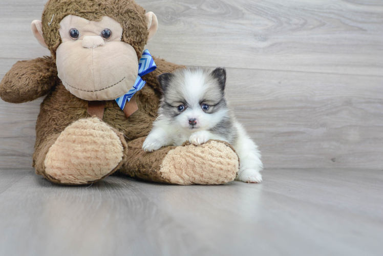 Meet Trudy - our Pomeranian Puppy Photo 1/3 - Puppy Love PR Best Pomeranian Baby