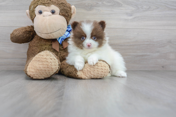 Meet Tuck - our Pomeranian Puppy Photo 1/3 - Puppy Love PR Pomeranian Puppy for Adoption