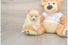 Best Pomeranian Baby