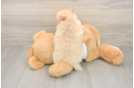 Pomeranian Puppy for Adoption