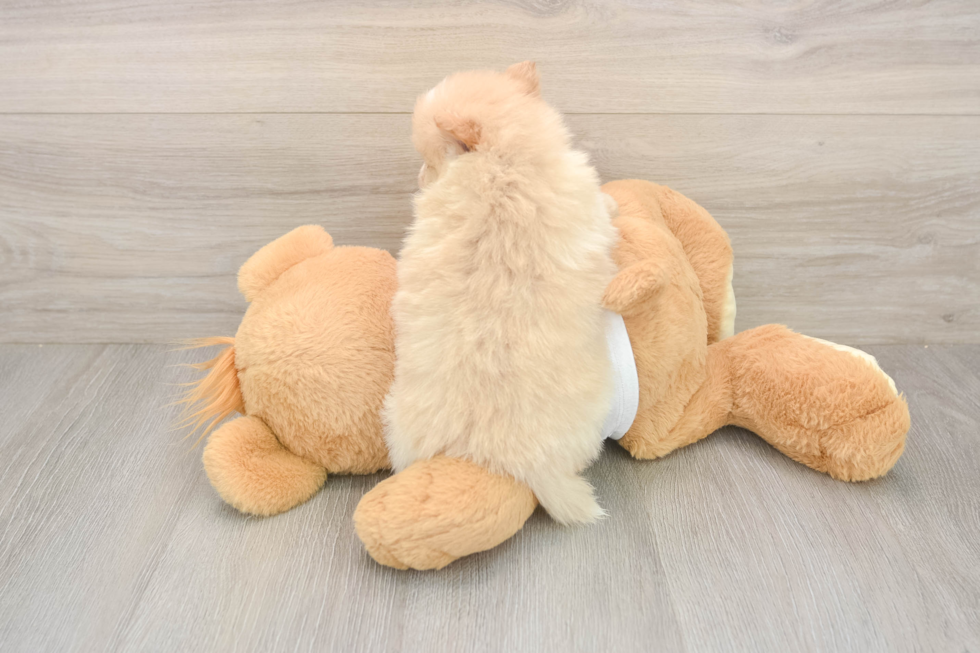 Pomeranian Puppy for Adoption