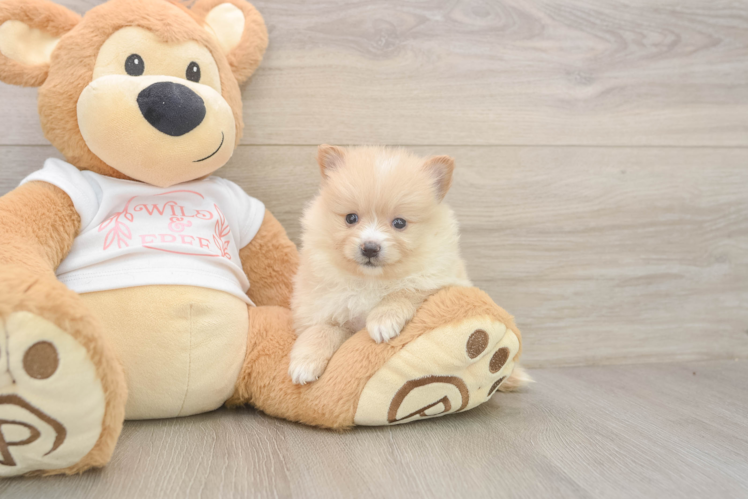 Pomeranian Puppy for Adoption
