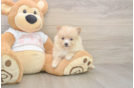 Pomeranian Puppy for Adoption