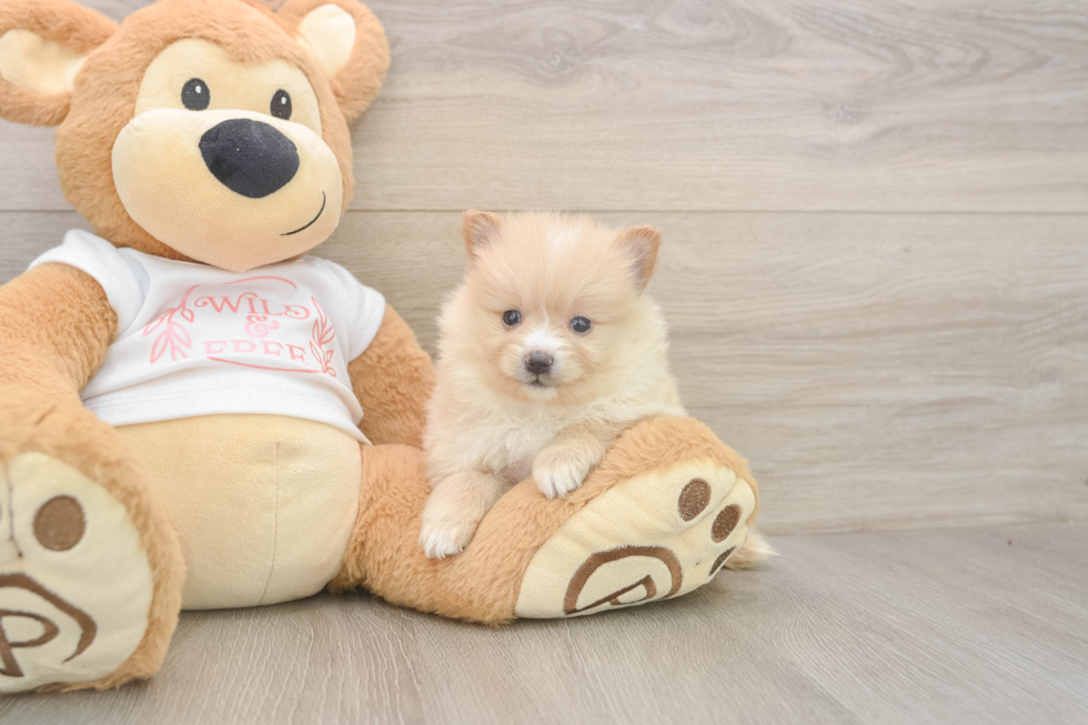 Pomeranian Puppy for Adoption