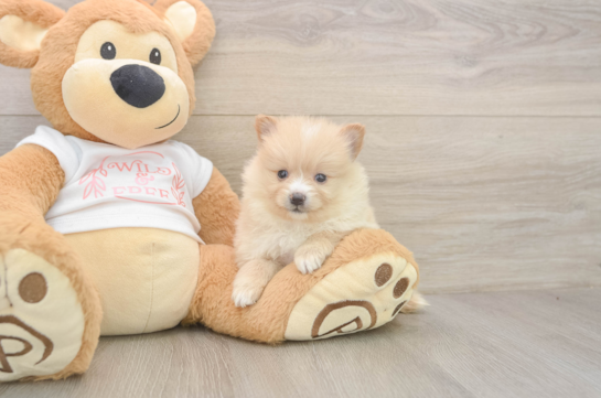 6 week old Pomeranian Puppy For Sale - Puppy Love PR Pomeranian Puppy for Adoption