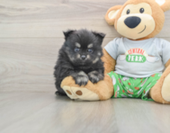 8 week old Pomeranian Puppy For Sale - Puppy Love PR