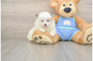 Pomeranian Pup Being Cute